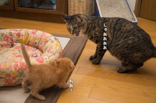 こねこ好き_d0355333_16403818.jpg