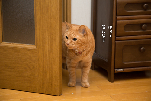 こねこ好き_d0355333_16403841.jpg