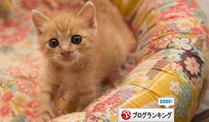 こねこ好き_d0355333_16403845.jpg