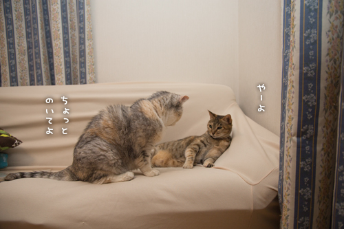 ソファのはじっこ_d0355333_16403982.jpg