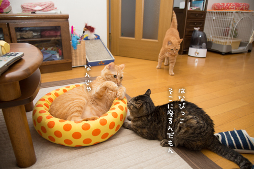 戦いのゴングがなる時_d0355333_16404002.jpg