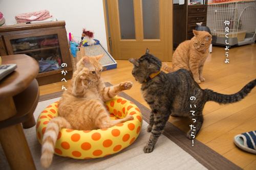 戦いのゴングがなる時_d0355333_16404027.jpg