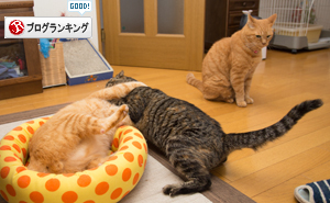 戦いのゴングがなる時_d0355333_16404136.jpg