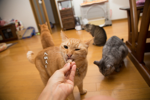 獲ったどーっ!_d0355333_16404516.jpg