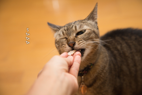 獲ったどーっ!_d0355333_16404591.jpg