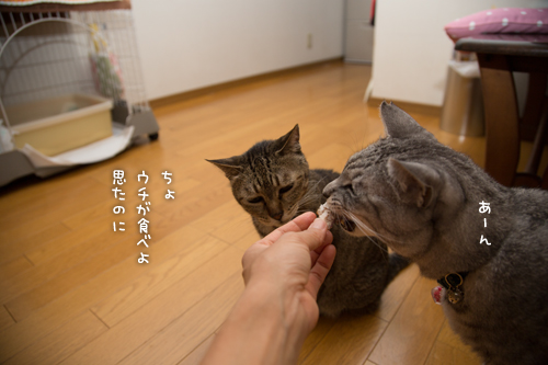 獲ったどーっ!_d0355333_16404598.jpg