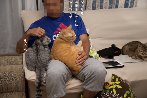 猫フェロモン_d0355333_16404987.jpg