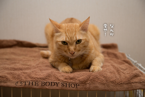 ちゃいろの王様_d0355333_16405318.jpg