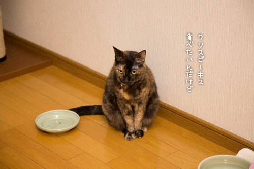 納戸の主_d0355333_16405672.jpg