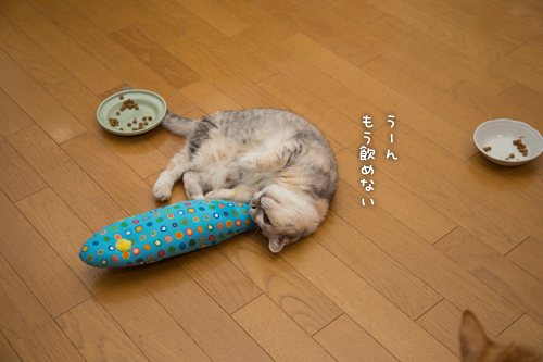 大きなお魚に酔いどれ猫_d0355333_16405707.jpg