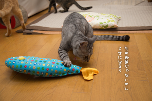 大きなお魚に酔いどれ猫_d0355333_16405731.jpg