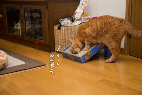 大きなお魚に酔いどれ猫_d0355333_16405794.jpg