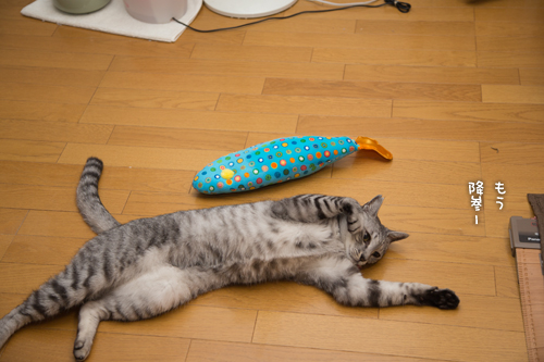 大きなお魚に酔いどれ猫_d0355333_16405859.jpg