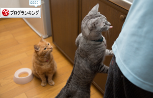 末っ子にゃかなわない_d0355333_16405929.jpg