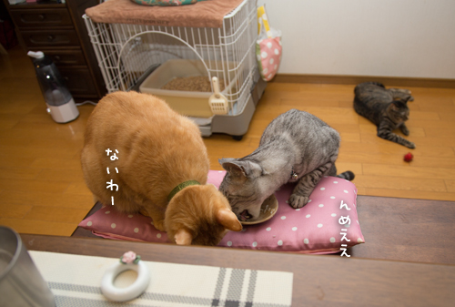 末っ子にゃかなわない_d0355333_16410107.jpg