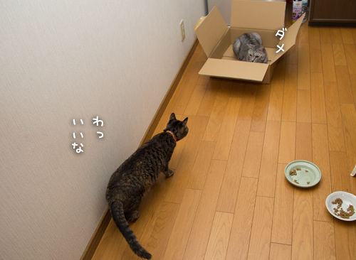 大きい箱なんだから_d0355333_16410130.jpg