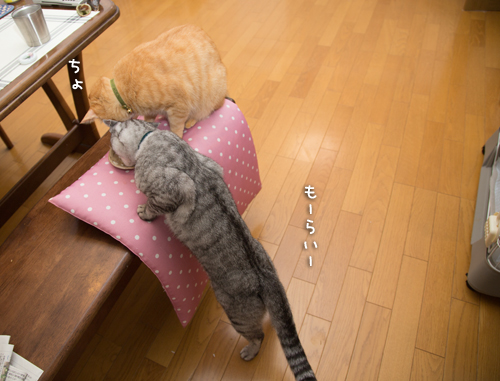 末っ子にゃかなわない_d0355333_16410175.jpg