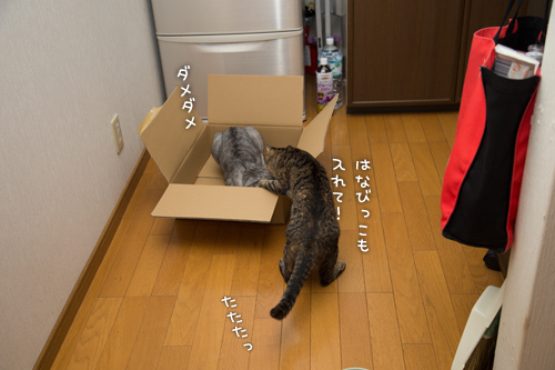大きい箱なんだから_d0355333_16410213.jpg
