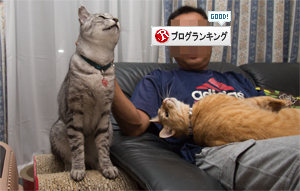 ほんとは甘えたい。_d0355333_16410980.jpg