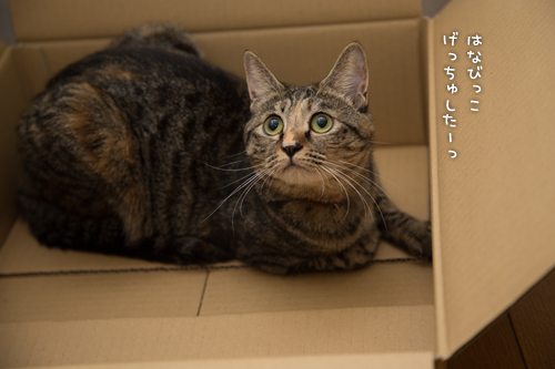 いばりんぼはなびっこ_d0355333_16411016.jpg