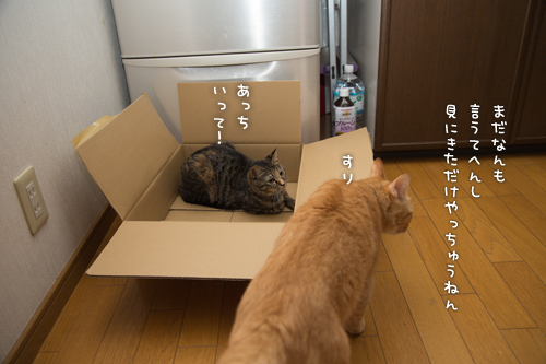 いばりんぼはなびっこ_d0355333_16411139.jpg