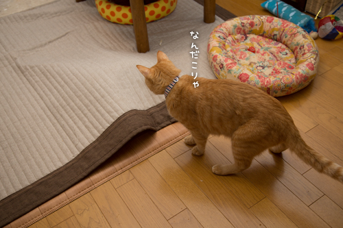 息をひそめて_d0355333_16411296.jpg