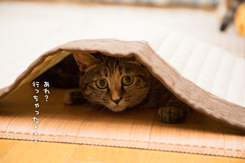 息をひそめて_d0355333_16411301.jpg