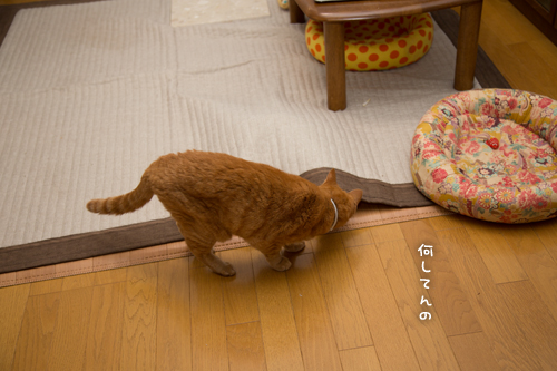 息をひそめて_d0355333_16411309.jpg