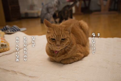 困った子はなびっこ_d0355333_16411658.jpg