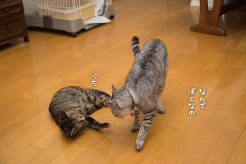 まさかの・・・_d0355333_16411711.jpg