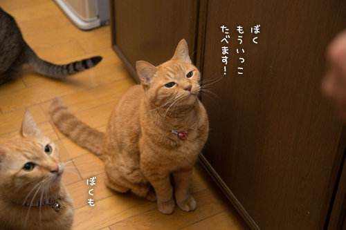 渓流釣りの獲物は_d0355333_16412624.jpg