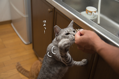 渓流釣りの獲物は_d0355333_16412669.jpg