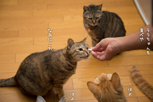 あまご争奪戦_d0355333_16412773.jpg