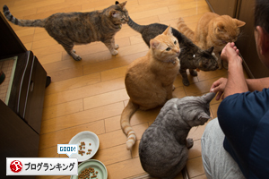 渓流釣りの獲物は_d0355333_16412777.jpg