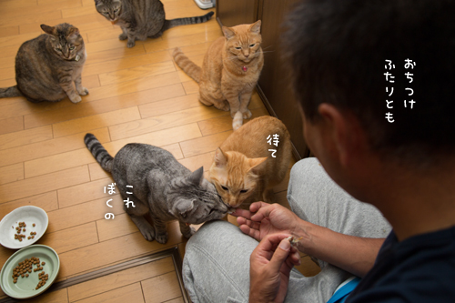 あまご争奪戦_d0355333_16412810.jpg