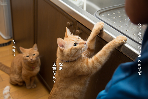 あまご争奪戦_d0355333_16412819.jpg