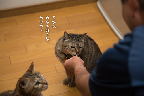 あまご争奪戦_d0355333_16412848.jpg