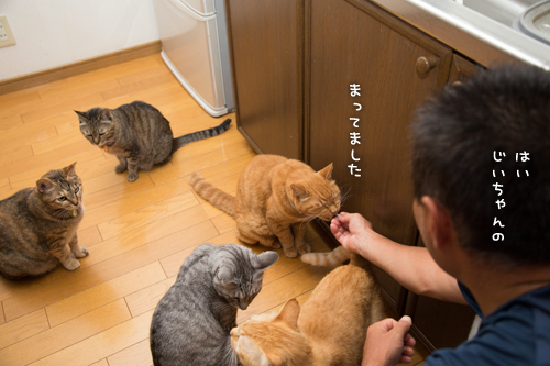 あまご争奪戦_d0355333_16412909.jpg
