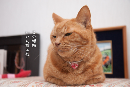 いい場所争奪戦_d0355333_16413630.jpg