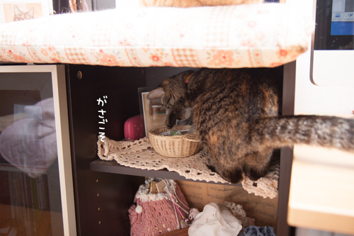 いい場所争奪戦_d0355333_16413668.jpg