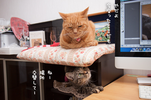 いい場所争奪戦_d0355333_16413726.jpg