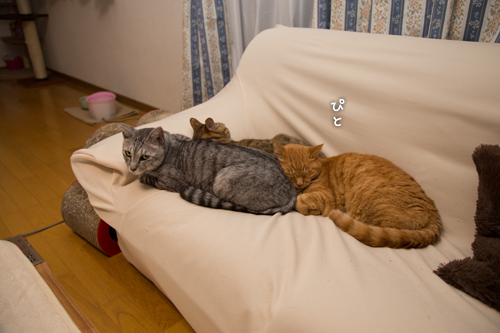 にゃかよし~!_d0355333_16414063.jpg