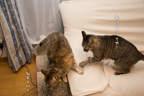 ブラックな_d0355333_16414195.jpg