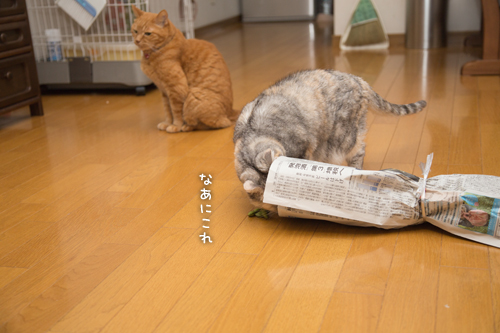 役に立たないお手伝い隊登場_d0355333_16414457.jpg