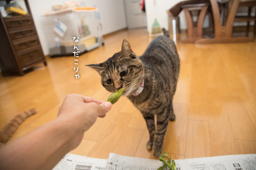 役に立たないお手伝い隊登場_d0355333_16414474.jpg