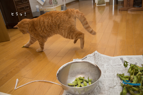 役に立たないお手伝い隊登場_d0355333_16414567.jpg