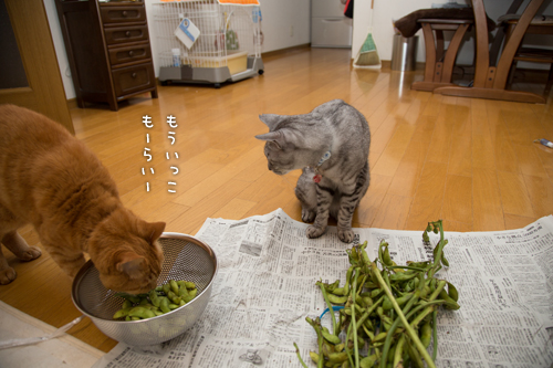 枝豆ラプソディ_d0355333_16414603.jpg