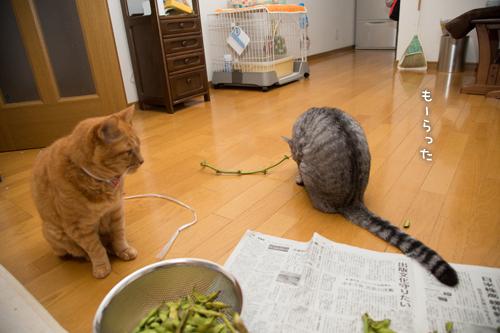 枝豆ラプソディ_d0355333_16414670.jpg