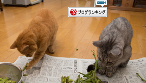 枝豆ラプソディ_d0355333_16414730.jpg