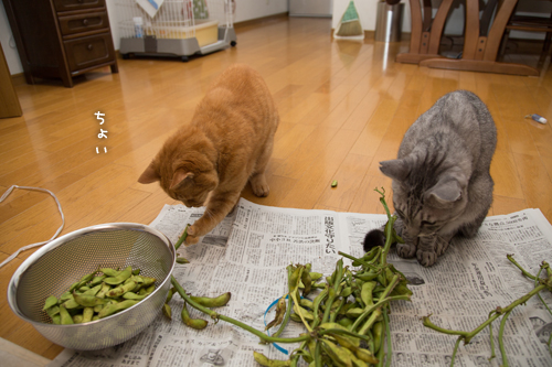 枝豆ラプソディ_d0355333_16414770.jpg
